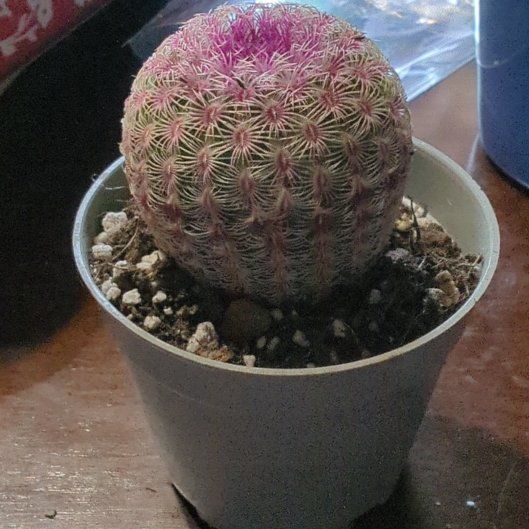 Photo of the plant species Rainbow Hedgehog Cactus by @SpunkyCoccoon56 named Navajo on Greg, the plant care app