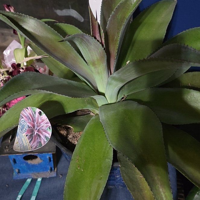 Photo of the plant species Mangave by @SpunkyCoccoon56 named Madonna on Greg, the plant care app