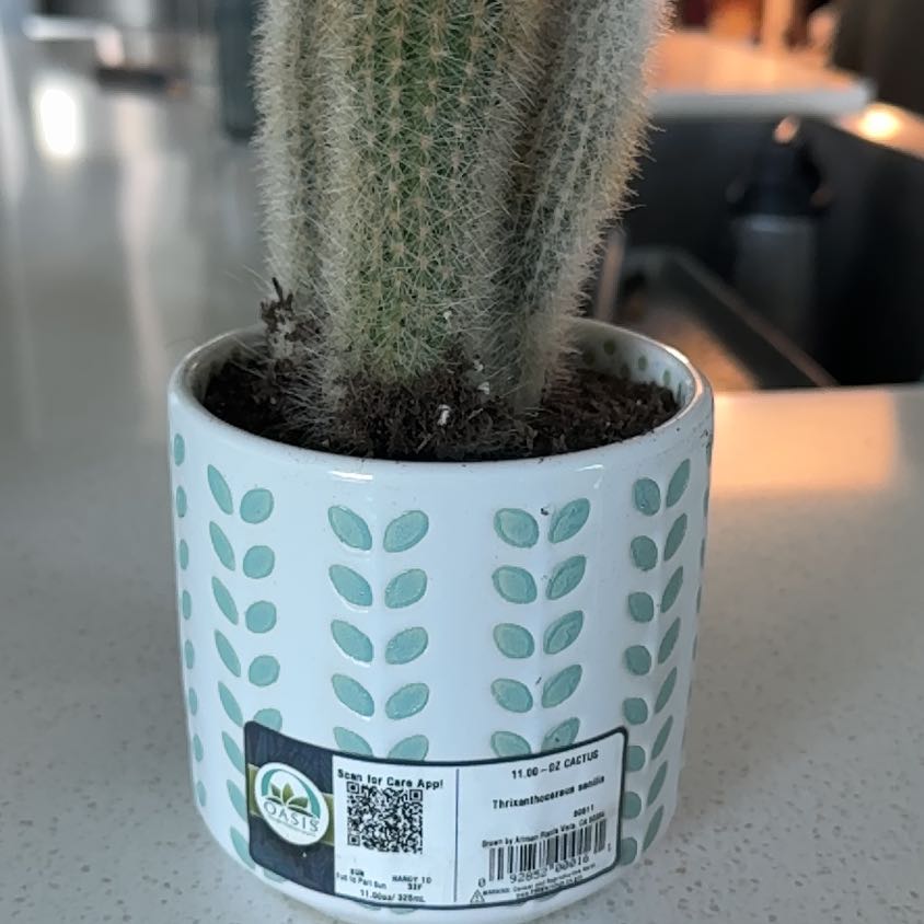 Photo of the plant species Asst cacti by @FancySnowflower named Forrest on Greg, the plant care app