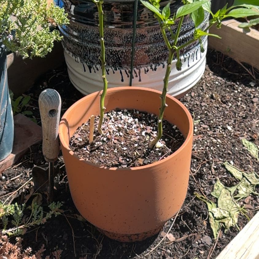 Photo of the plant species Jalapeño Pepper by @UniversalTaro81 named Marley on Greg, the plant care app