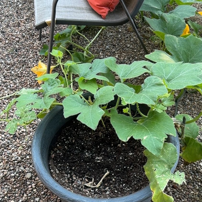 Photo of the plant species Pumpkin by @UniversalTaro81 named Zion on Greg, the plant care app