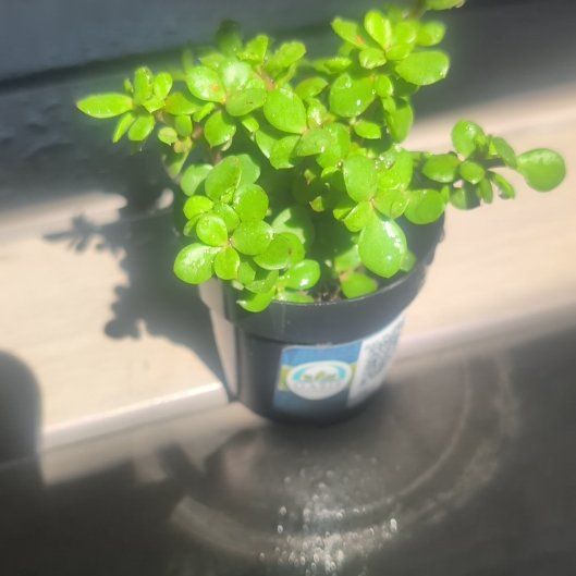 Photo of the plant species Portulacaria afra var. minima 'Lilliput' by @OpportuneNoni43 named Kelly on Greg, the plant care app