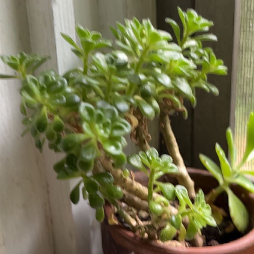 Photo of the plant species Irish Bouquet by @DeftGinger58 named Winston on Greg, the plant care app