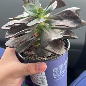 Photo of the plant species Echeveria 'Mahogany Rose' by @PunchyKale21 named Bea on Greg, the plant care app