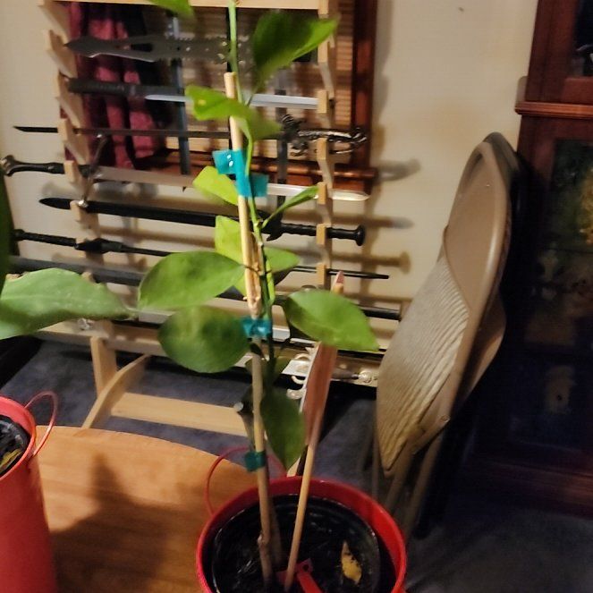 Photo of the plant species Blood Orange by @LucentSuncup10 named Gaga on Greg, the plant care app