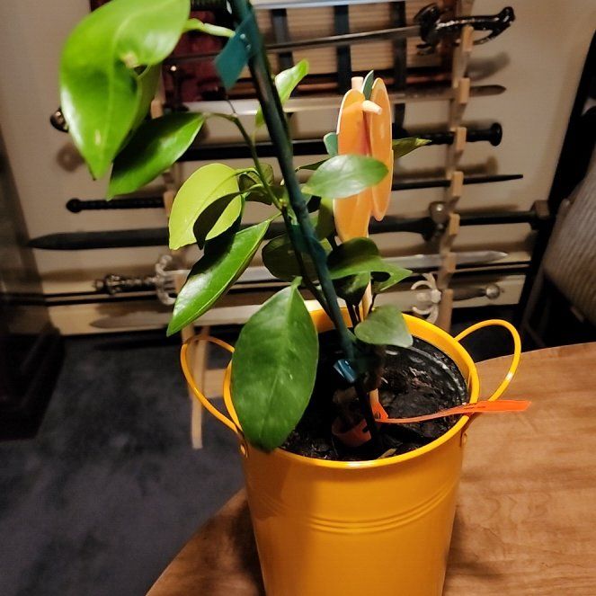 Photo of the plant species Navel Orange by @LucentSuncup10 named Elina on Greg, the plant care app