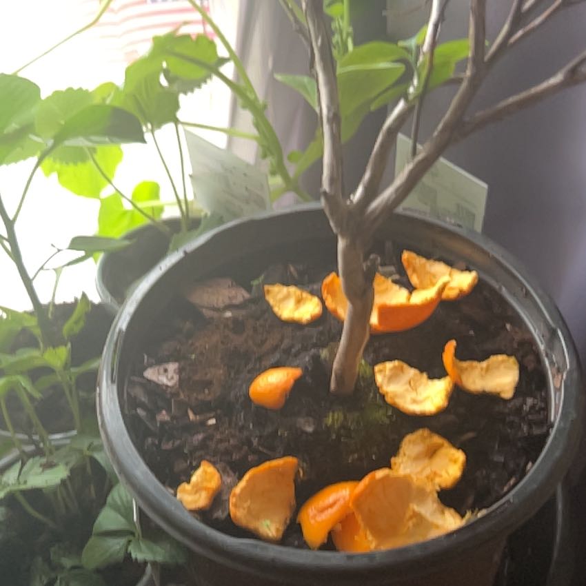 Photo of the plant species Bless Your Heart Blueberry Bush by @FabRossavens97 named Morgan Treeman on Greg, the plant care app