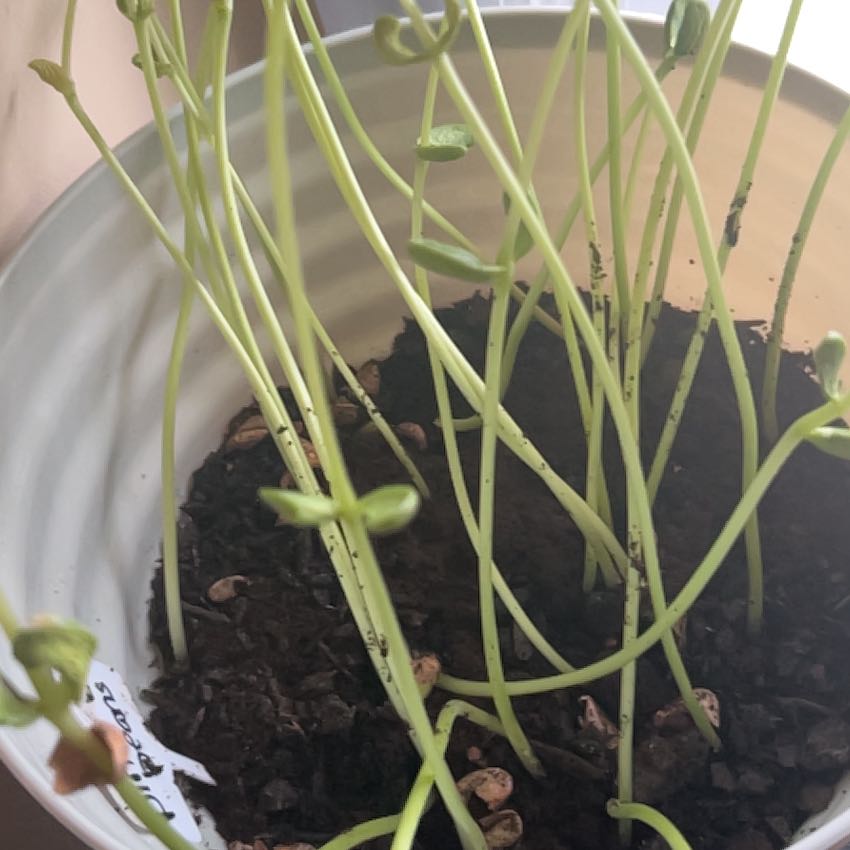 Photo of the plant species Pinto Bean by @FabRossavens97 named Wall-E on Greg, the plant care app