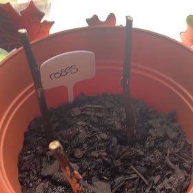 Photo of the plant species Roses by @FabRossavens97 named Diana on Greg, the plant care app