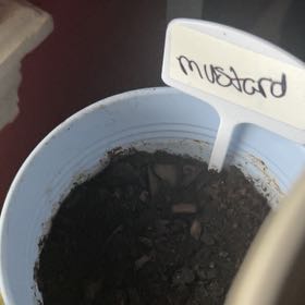 Photo of the plant species Mustard by @FabRossavens97 named ChloroPhil on Greg, the plant care app