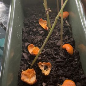 Photo of the plant species Cherokee Wax Bean by @FabRossavens97 named Khaleesi on Greg, the plant care app