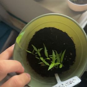 Photo of the plant species Hot Pepper by @FabRossavens97 named Einstein on Greg, the plant care app