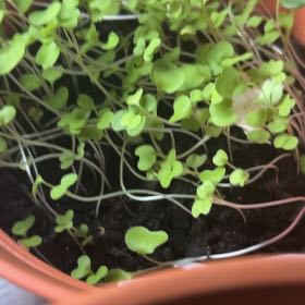 Photo of the plant species Mesclun by @FabRossavens97 named Rainier on Greg, the plant care app