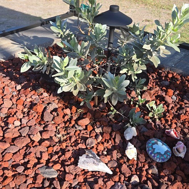 Photo of the plant species Silver Button by @NiftyMountain81 named Apollo on Greg, the plant care app