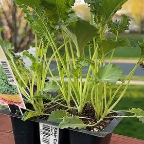 Photo of the plant species Curly Kale 'Reflex' by @HotHardhead32 named Tolkien on Greg, the plant care app