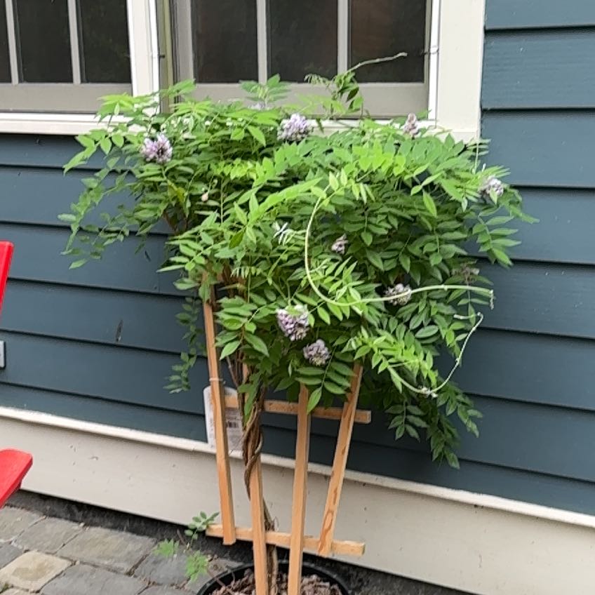 Photo of the plant species Amethyst Falls Wisteria by @FunnyAlula52 named Delilah on Greg, the plant care app