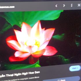 Photo of the plant species European White Waterlily by @DeftSedge4 named Drake on Greg, the plant care app