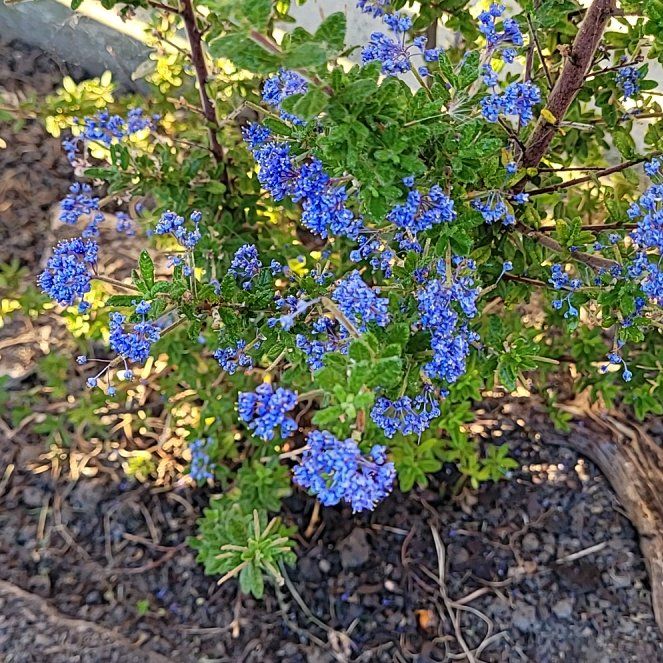 Photo of the plant species Wartleaf Ceanothus by @PrimeWaxvine37 named Sonora on Greg, the plant care app