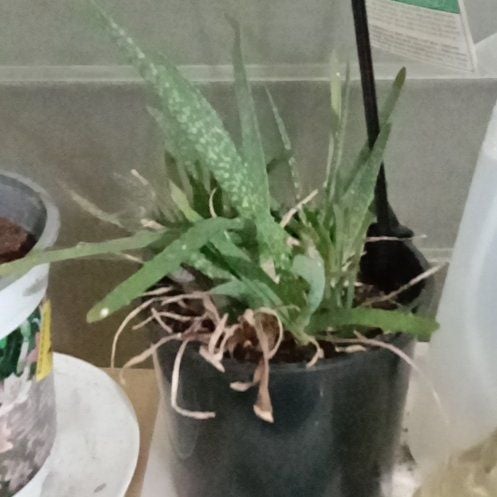 Photo of the plant species Aloe barbadensis by @IdealGarlic74 named Aristotle on Greg, the plant care app