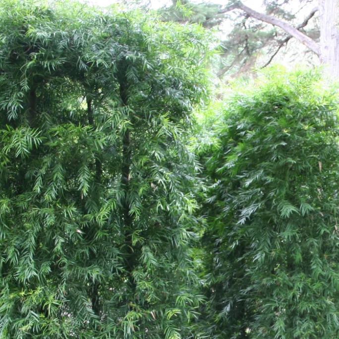 Photo of the plant species East african yellowwood by @ElderStrapwort named Podocarps African Fern Pine on Greg, the plant care app