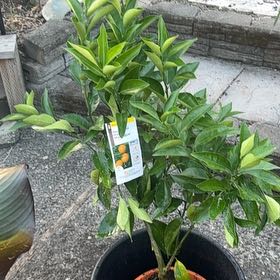 Photo of the plant species Navel Orange by @ElderStrapwort named Einstein on Greg, the plant care app