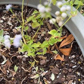 Photo of the plant species Ageratum Mars by @VastGageanator named Harper on Greg, the plant care app