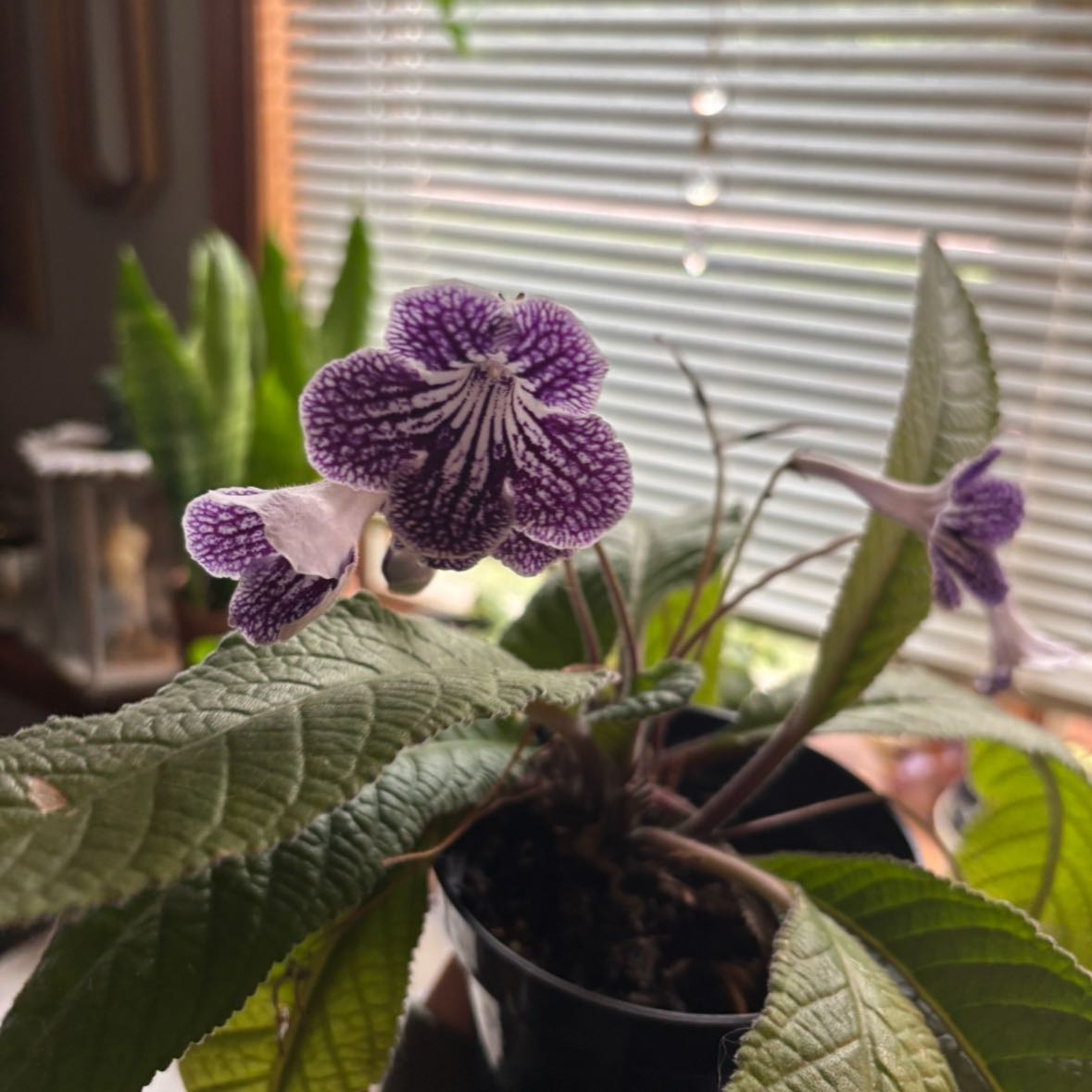 Photo of the plant species Grape Ice by @GoodGasteria37 named Dax on Greg, the plant care app