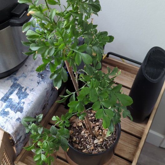 Photo of the plant species Chinese Perfume Plant by @LoyalSandwort27 named Dax on Greg, the plant care app