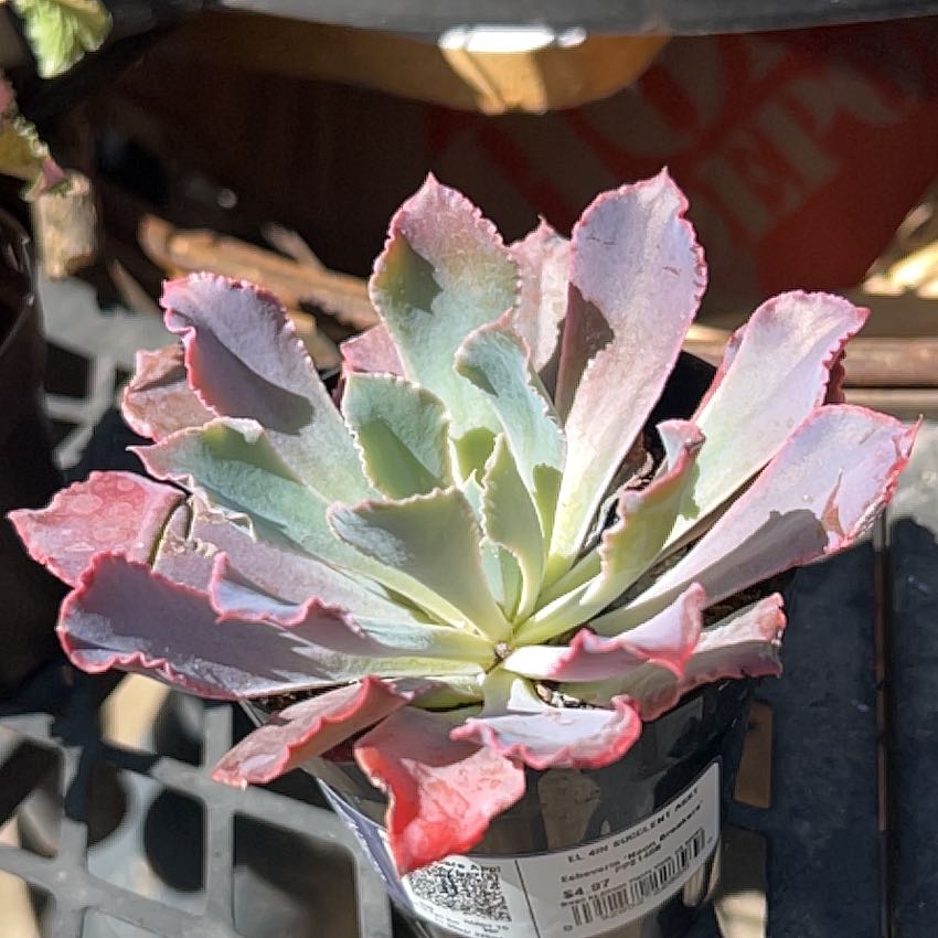 Photo of the plant species Succulent by @AwakeOkra84 named Homer on Greg, the plant care app