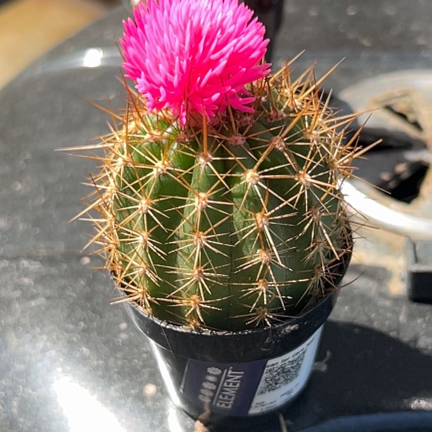 Photo of the plant species Cactus by @AwakeOkra84 named Eva on Greg, the plant care app