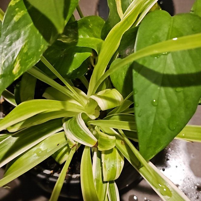 Photo of the plant species Flame Lily by @SpecialCorkoak named Walt on Greg, the plant care app