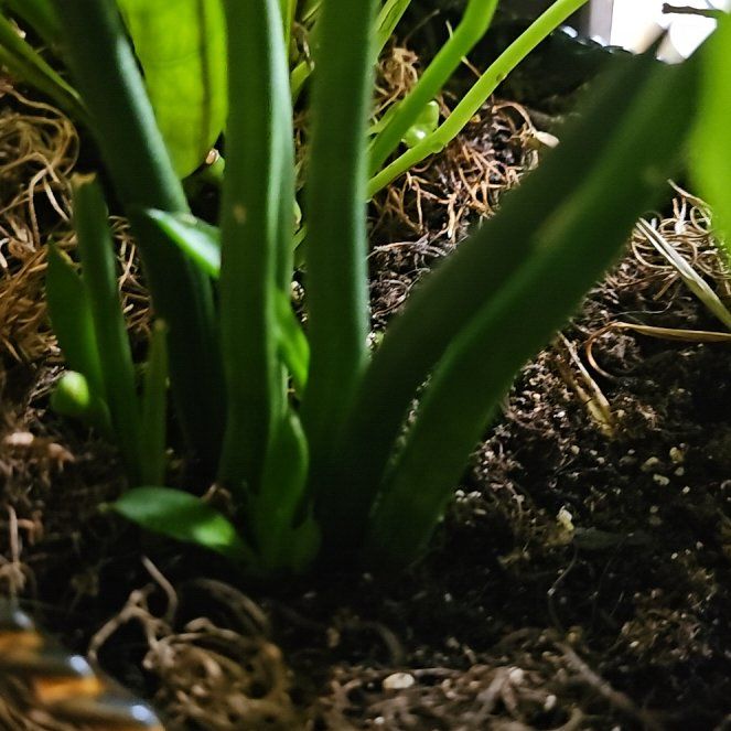 Photo of the plant species Spring Snowflake by @SpecialCorkoak named Madonna on Greg, the plant care app