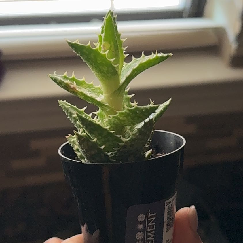 Photo of the plant species Yemen Aloe by @MarkedPansy54 named Terra on Greg, the plant care app
