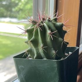 Photo of the plant species Ferocactus chrysacanthus by @LadyRhubarb42 named Kobe on Greg, the plant care app