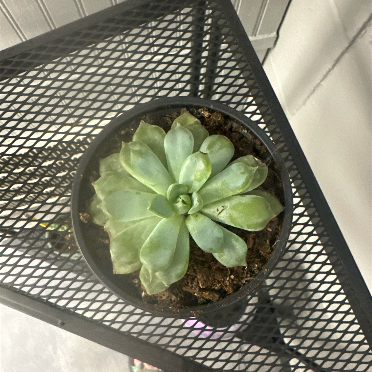 Spike Leaves