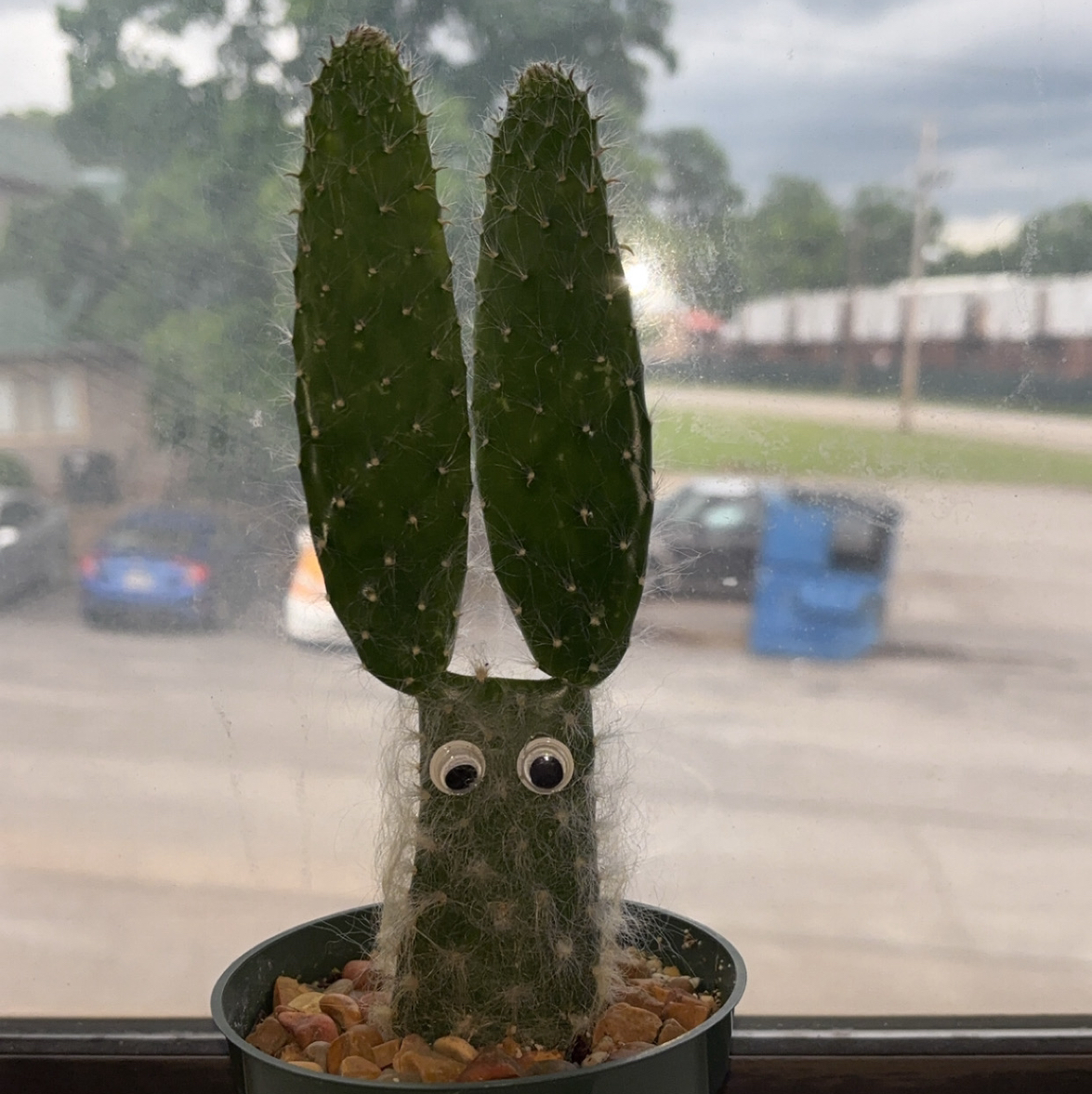 Photo of the plant species Snow Fuzzy by @ashlynwillis named Planto Cactissia on Greg, the plant care app