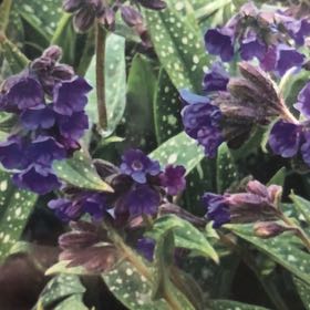 Photo of the plant species Pulmonaria 'Miss Elly' by @ForrealCorn14 named Dax on Greg, the plant care app