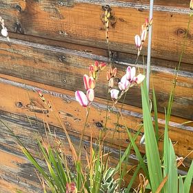 Photo of the plant species Pinepink by @IconRosilla48 named McKinley on Greg, the plant care app