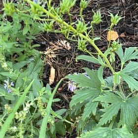 Photo of the plant species Wood Crane's-Bill by @BigRadish82 named Surya on Greg, the plant care app