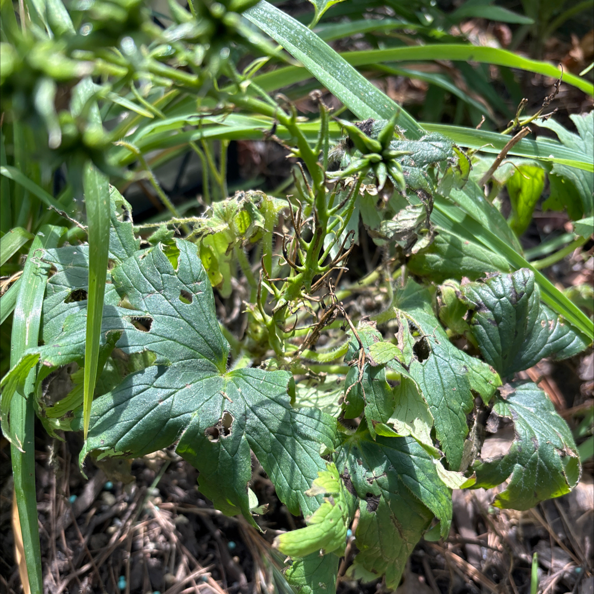 Photo of the plant species Monkshood by @BigRadish82 named Willow on Greg, the plant care app