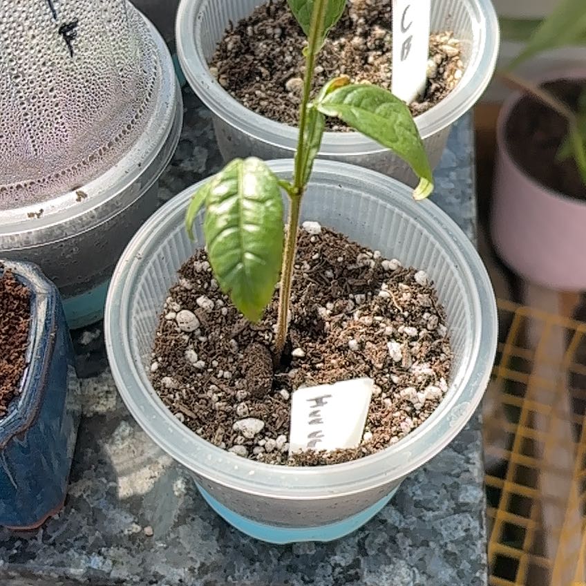 Photo of the plant species Ice Cream Bean tree by @MentorLantana named ICB 2 on Greg, the plant care app