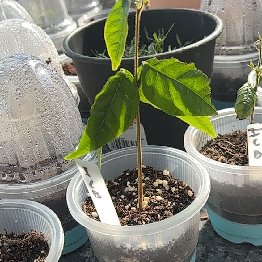 Photo of the plant species Ice Cream Bean tree by @MentorLantana named ICB 4 on Greg, the plant care app