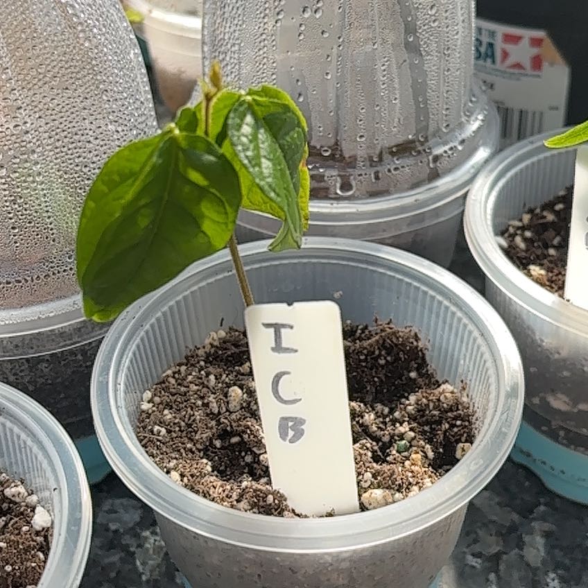 Photo of the plant species Ice Cream Bean tree by @MentorLantana named ICB 3 on Greg, the plant care app