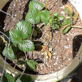 Photo of the plant species Beach Strawberry by @MentorLantana named Messi on Greg, the plant care app