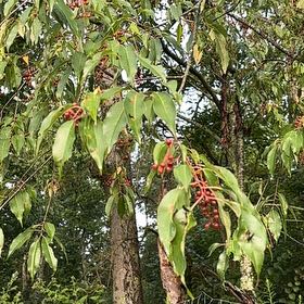 Photo of the plant species Western Chokecherry by @MentorLantana named Mando on Greg, the plant care app