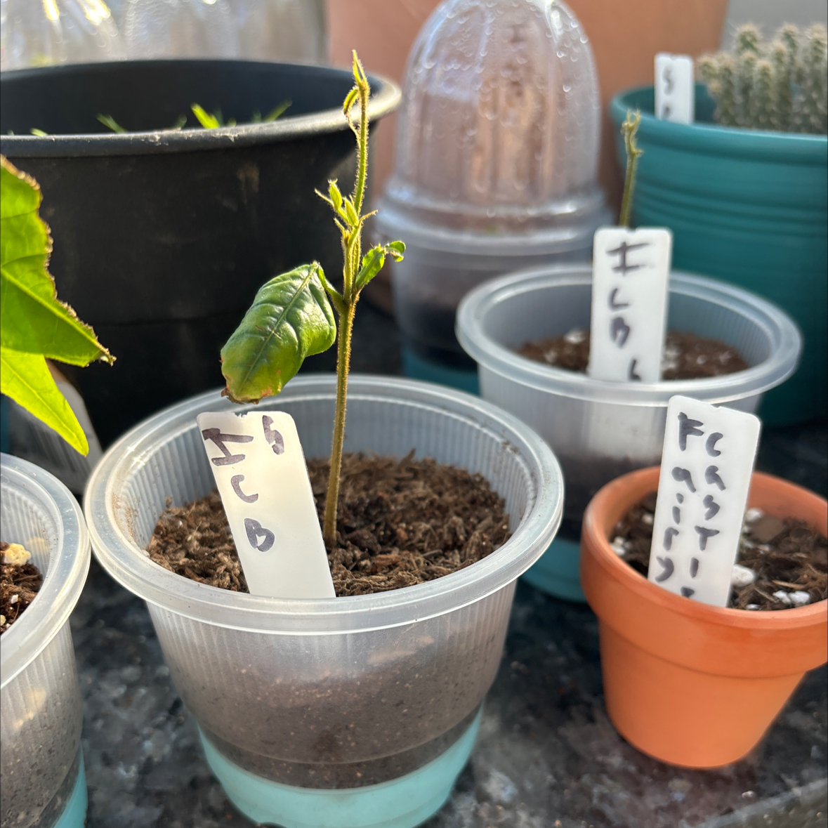 Photo of the plant species Ice Cream Bean by @MentorLantana named ICB 5 on Greg, the plant care app