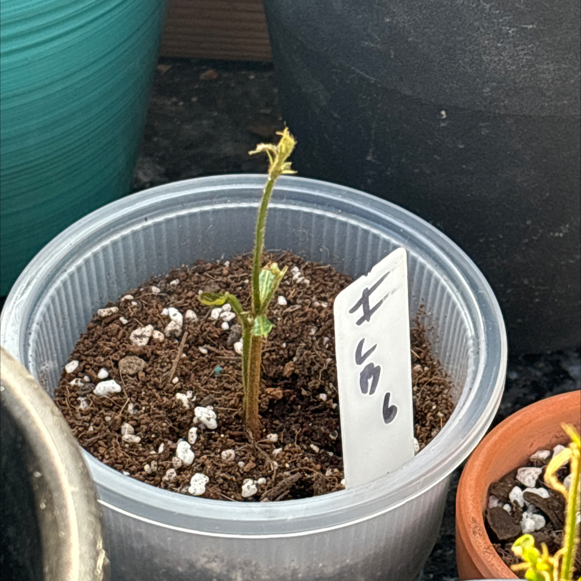 Photo of the plant species Ice Cream Bean tree by @MentorLantana named ICB 6 on Greg, the plant care app