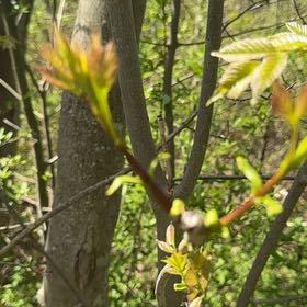 Photo of the plant species Bullhorn Acacia by @PoisedHollyhock named Khaleesi on Greg, the plant care app