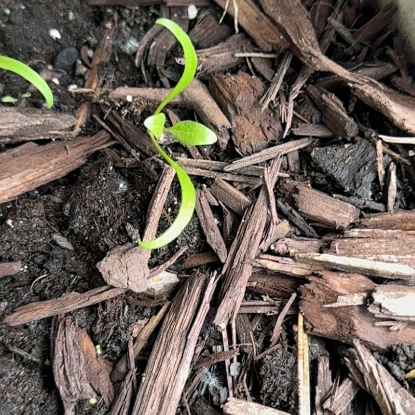 Photo of the plant species False Mermaidweed by @PoisedHollyhock named Planty on Greg, the plant care app