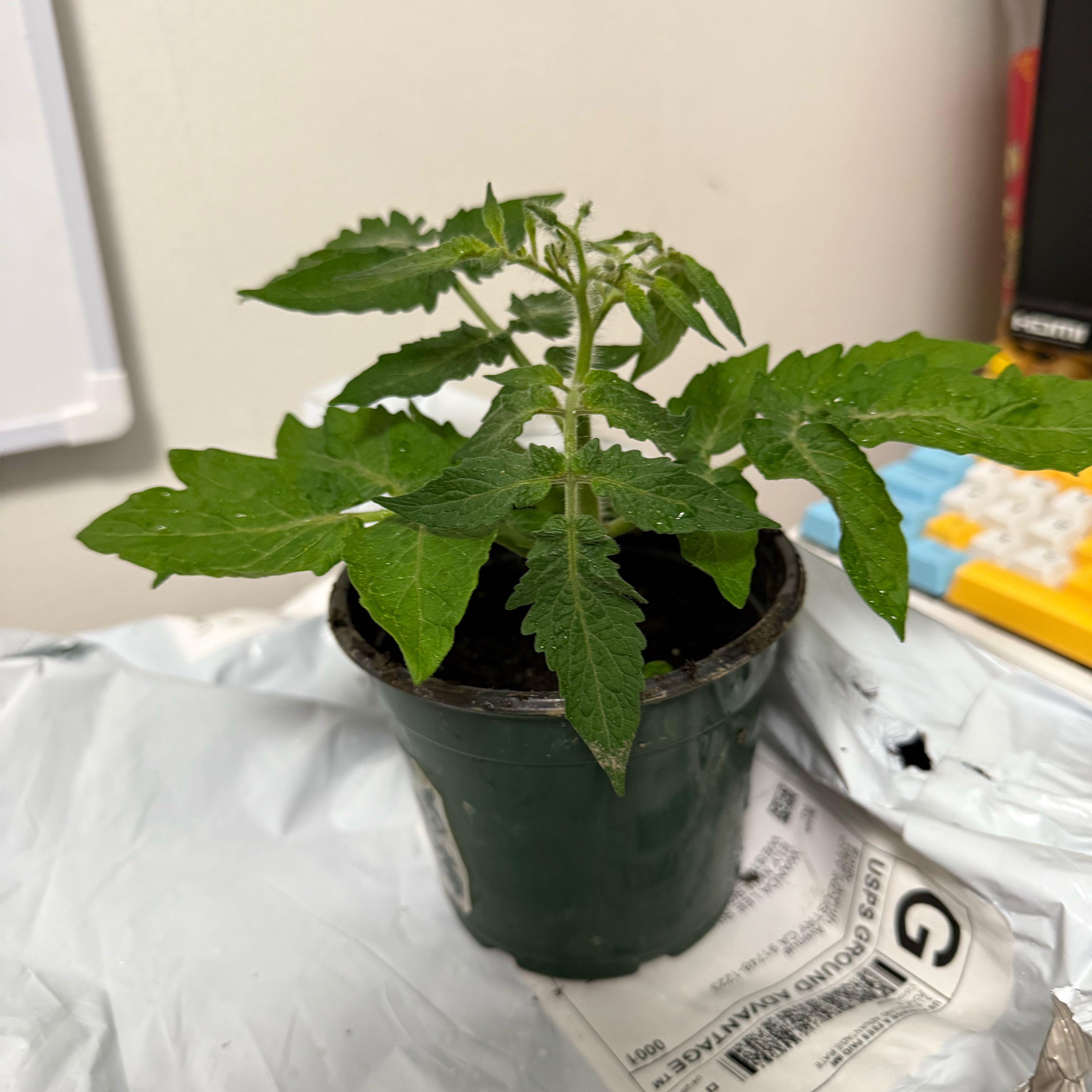 Photo of the plant species Tomato 'Tiny Tim' by @Aalexlee22 named Cleopatra on Greg, the plant care app